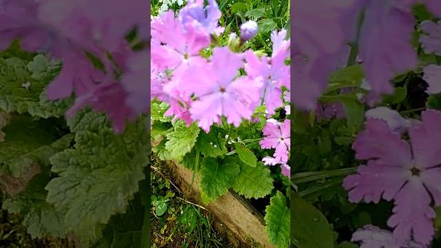 Примула Зибольда Ниндзя-Лазутчик смотреть онлайн