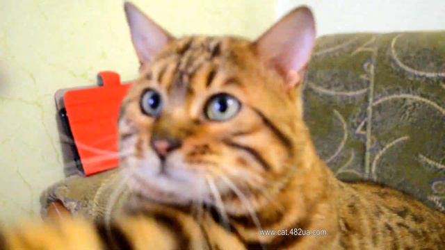 Lord Dakota Gold съемка 28112019