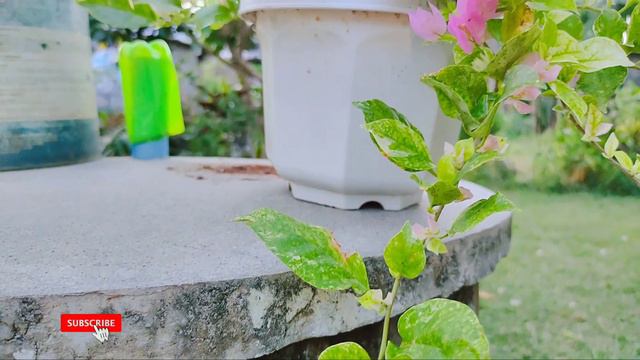 New Bougainvillea Collection Napakaganda! Panoorin mula maliit hanggang namulaklak смотреть онлайн