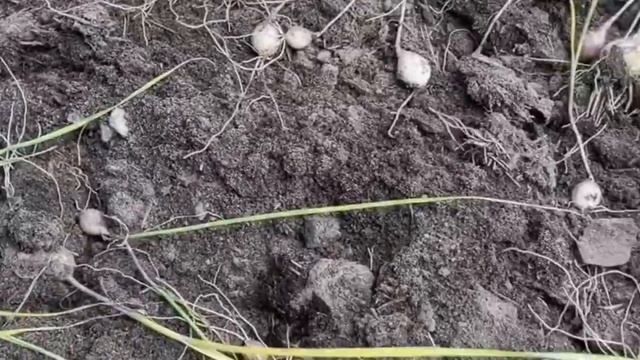 Чем полезен чеснок для человека?