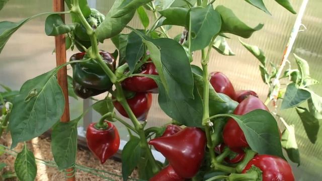 УРОЖАЙНЫЕ СОРТА СЛАДКОГО ПЕРЦА смотреть онлайн