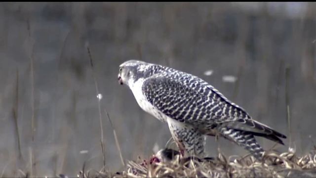 Кречет - Falco rusticolus смотреть онлайн
