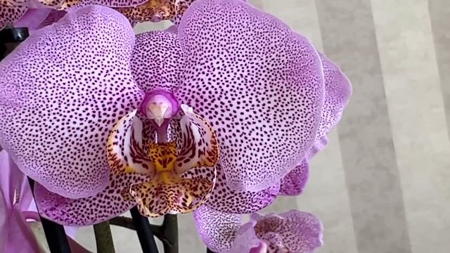 Такого поступления орхидей у меня ещё не было. Леопард, Папайя, Чёрный и Дикий Кот, Красный Лебедь смотреть онлайн