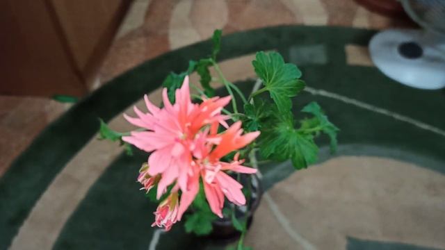 Звездчатая Герань с кленовыми листьями зацвела смотреть онлайн