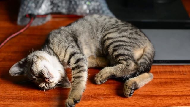 Русская народная колыбельная "Бай бай, у кота" смотреть онлайн