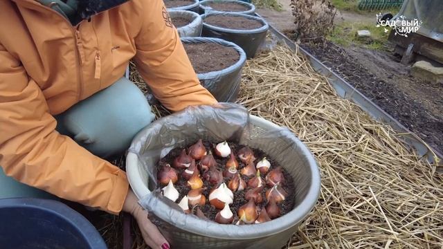 Хотите ранние тюльпаны - сажайте так!