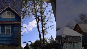 Пришлось спилить старый тополь на даче...