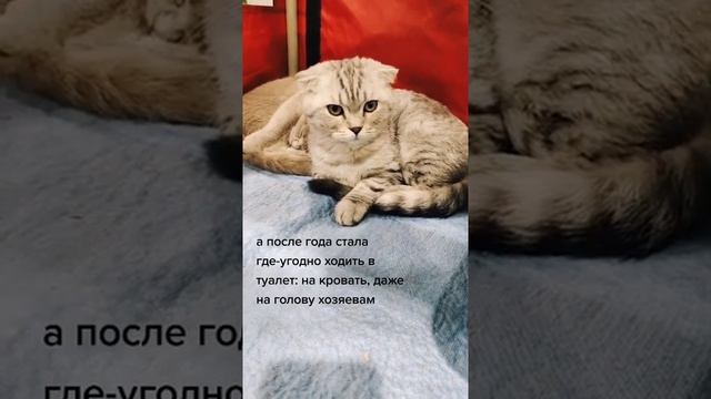 Кошка начала гадить везде: что делать? смотреть онлайн