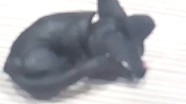 Как напугать кошку? 2 способы смотреть онлайн