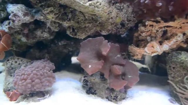 My Aqua One 300 Reef смотреть онлайн
