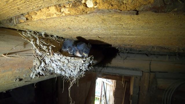 Ласточка деревенская 210731-1 0830 ч.1/3 GP8 4k30fM4 1ч3мин