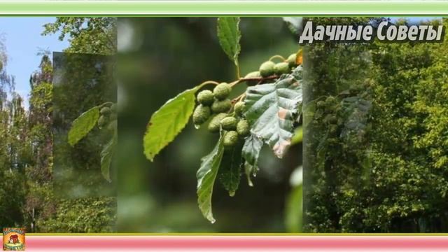 Уникальный ГРУНТ для РАССАДЫ Вы будете приятно УДИВЛЕНЫ крепкой рассаде на будущий год смотреть онлайн