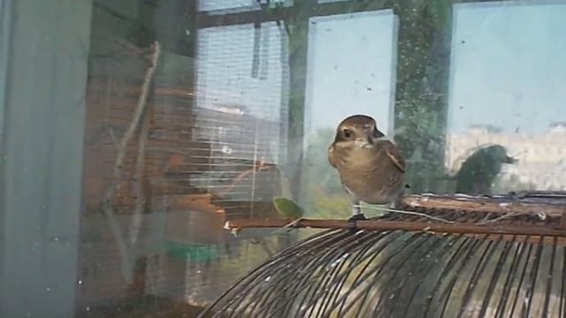 Богомол против сорокопута жулана на десерт ядовитый паук Аргиопа смотреть онлайн