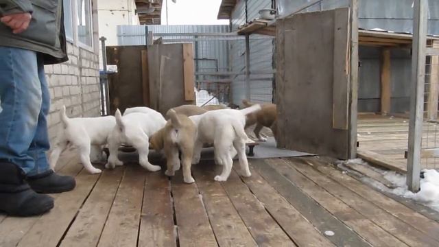 Щенки - потомки знаменитого туркменского кобеля Акелы смотреть онлайн