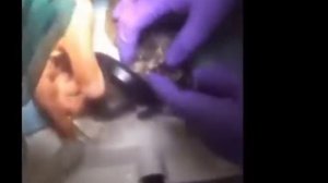 БОЛЬШИЕ ЛИЧИНКИ ОВОДА У БЕЛКИ