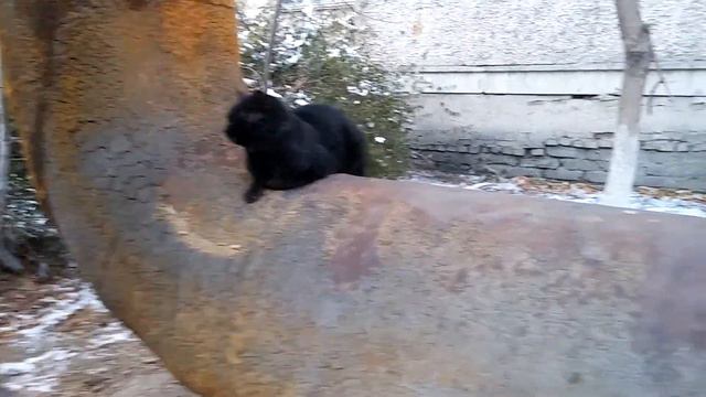 Кошки греются на трубах отопления))) смотреть онлайн