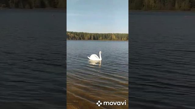 Такого снегопада давно не знали здешние места. А белый лебедь на пруду. смотреть онлайн