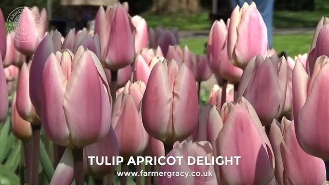Tulip 'Apricot Delight' - FarmerGracy.co.uk смотреть онлайн