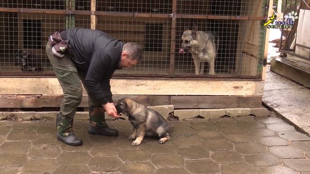 ВОСТОЧНОЕВРОПЕЙСКАЯ ОВЧАРКА (ВЕО) – собака для охраны, как выбрать щенка? смотреть онлайн