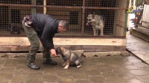 ВОСТОЧНОЕВРОПЕЙСКАЯ ОВЧАРКА (ВЕО) – собака для охраны, как выбрать щенка?