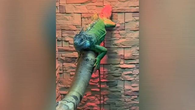 Условие животных в огромном зоо магазине! смотреть онлайн