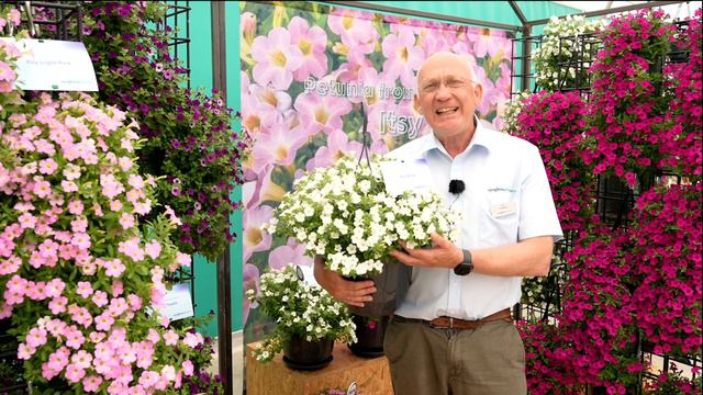 Petunia Itsy | Syngenta Flowers смотреть онлайн