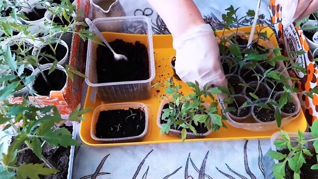 Как вырастить раннюю рассаду помидор! Так, что бы рассада не вытягивалась смотреть онлайн