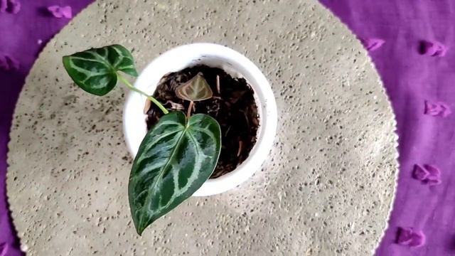 Cara merawat & Update Harga Tanaman Hias | Anthurium Dorayaki Silver Blush смотреть онлайн