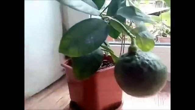 Плод лимона, вырастить лимон дома смотреть онлайн