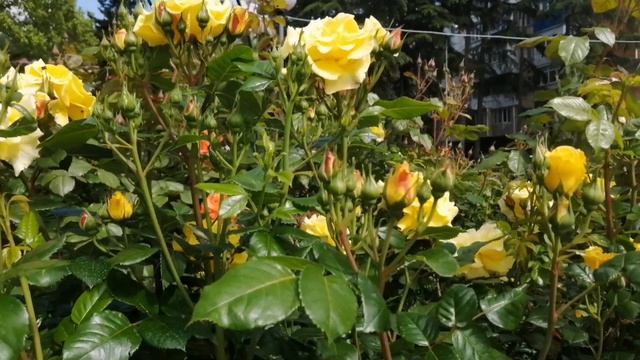 ЦВЕТУЩИЙ ГОРОД. ТУАПСЕ 2020. БОЯРЫШНИК. РОЗЫ. АКАЦИЯ. ??? смотреть онлайн