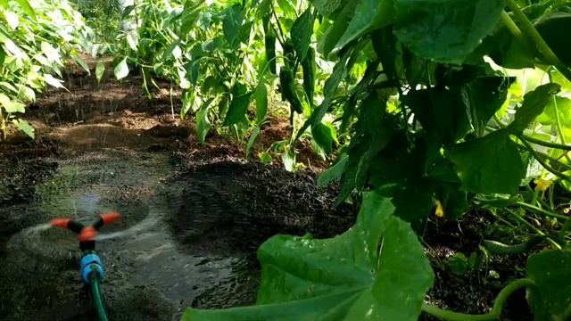 ПОЛИВ ПЕРЦА В ТЕПЛИЦЕ ВЕРТУШКОЙ смотреть онлайн