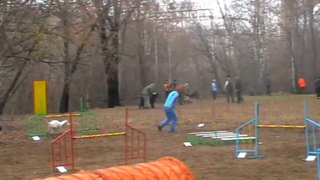 Аджилити. Далматин Бесси. Трасса Дебют смотреть онлайн