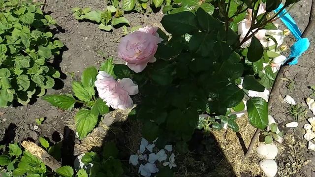 Розы первогодки : Вивьен Вествуд, Тиклед Пинк, Синко де Майо, Космос, Мария Антуанетта, Поэзия .. смотреть онлайн