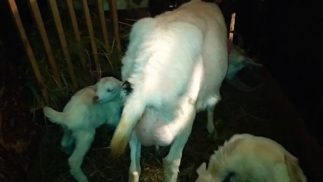 Новорожденные козлята / уход за козой после родов / уход за козлятами 🤗❤️🐐 смотреть онлайн