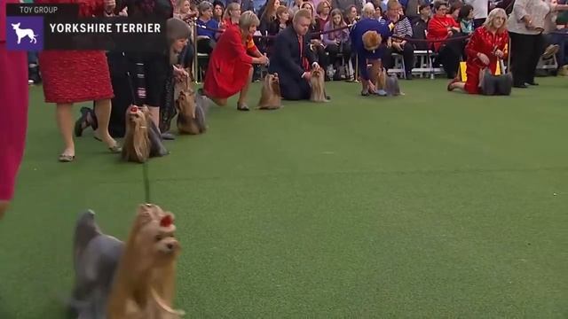 Yorkshire Terriers | Breed Judging 2020 смотреть онлайн