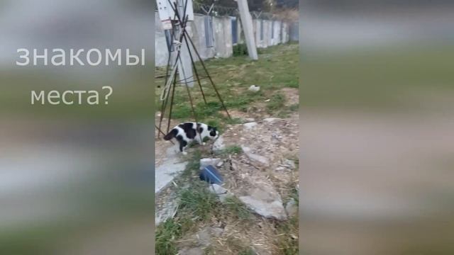Лисы живут и в Анапе. Сам себе репортёр. смотреть онлайн