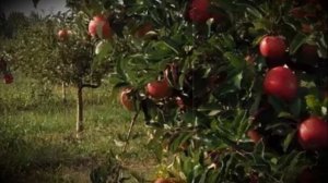 Яблоня вкусного высокоурожайного сорта Айдаред