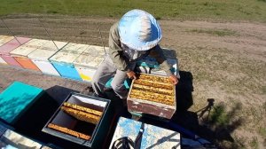 Отбираем расплод под молодых маток, выехали на опыление