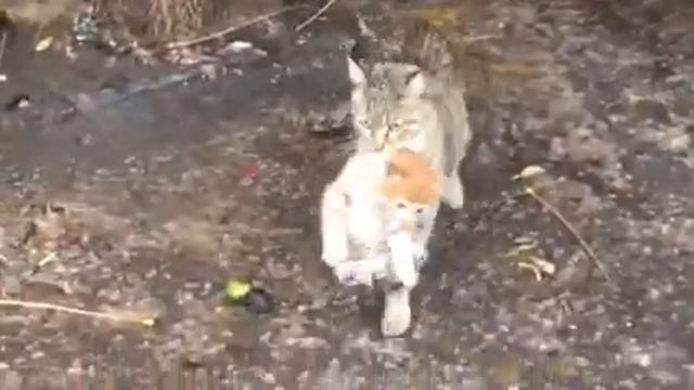 Кошка несет котенка смотреть онлайн