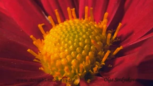 Медитация гармония смотреть онлайн