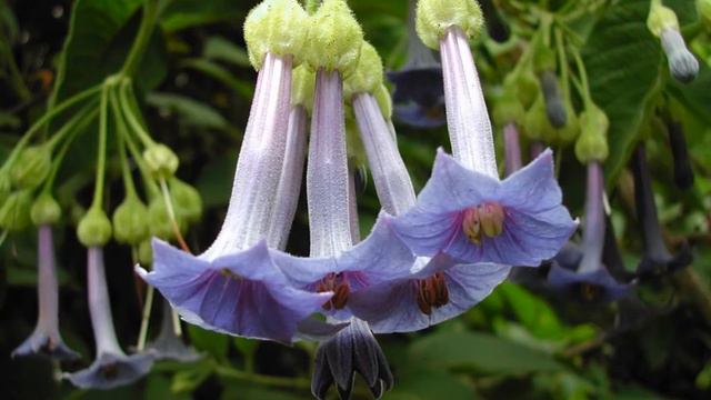How To Grow Angel Trumpet At Home