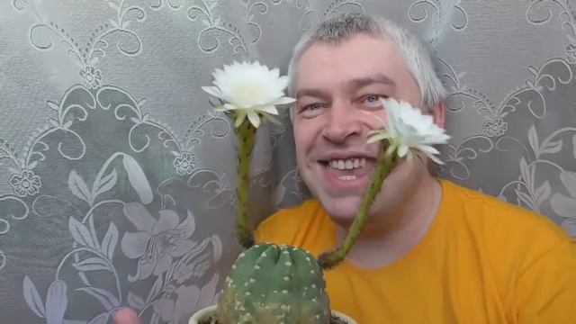 У меня цветёт кактус, у кактуса два белых цветка, белые цветы 2 смотреть онлайн
