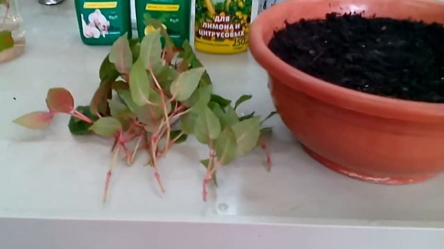 Фуксия - сажаем в кашпо проще простого смотреть онлайн