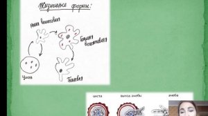 МЕДИЦИНСКАЯ ПАРАЗИТОЛОГИЯ | Урок 5. Простейшие. Дизентерийная амеба.