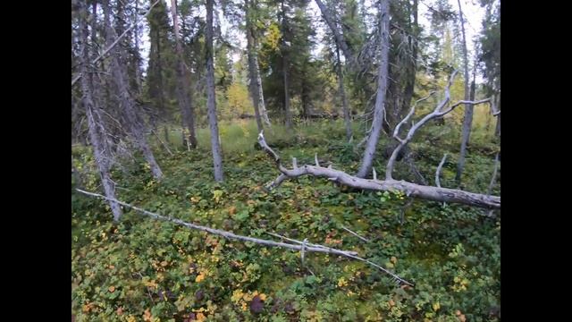 Медведь скинул Алтая в воду! ОХОТА НА МЕДВЕДЯ С ЛАЙКАМИ 2020 смотреть онлайн