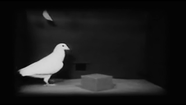 LA SUPERSTITION DU PIGEON