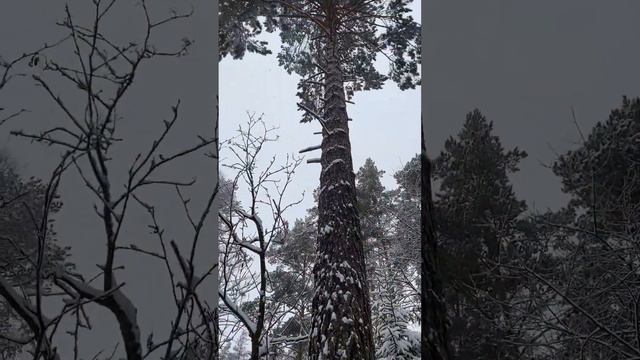 Winter In Russia, 6.12.2023 #зима #russia #новосибирск #сибирскаязима  #зимнийлес #winter #siberia