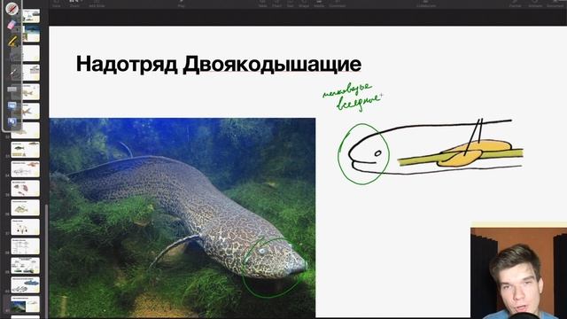 Кистеперые и Двоякодышащие рыбы | Биология ЕГЭ смотреть онлайн