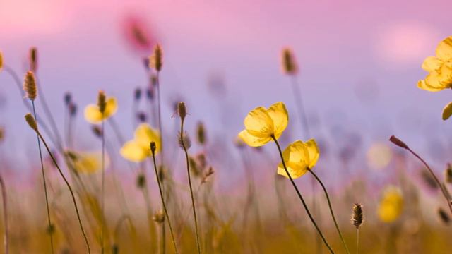 Прекрасные цветы. Secret Garden «The Promise» смотреть онлайн