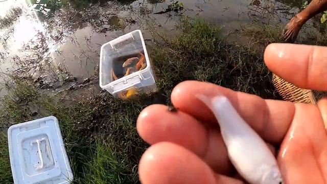Woow Axolotl!! Amazing Catch Up Many Beautiful Axolotl Dragon fish Koi BloodParrot Ranchu Molly Car смотреть онлайн
